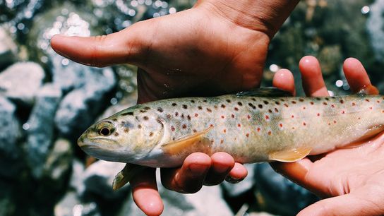 Delaware Trout Season Opens This Spring, Offering Expanded Outdoor Opportunities for Families (Featured)